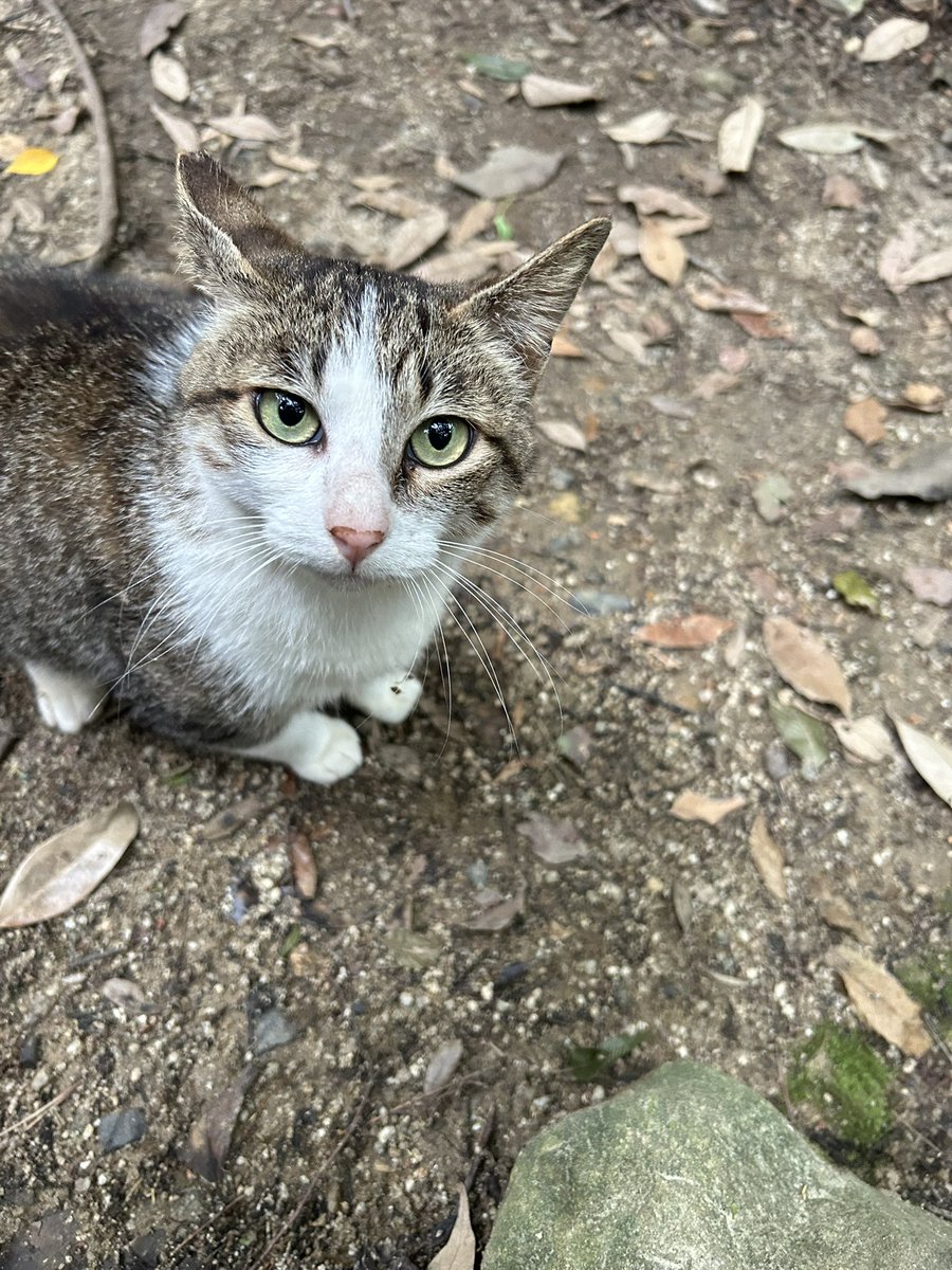 yuichi_review_'s tweet photo. 散歩中の癒しの猫ちゃん https://t.co/vB5rxNH0S6