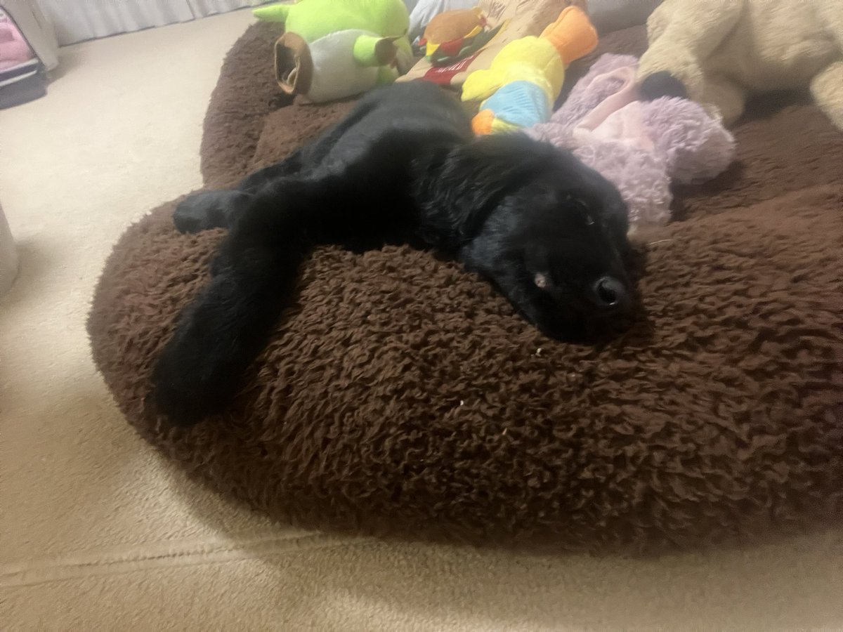 bonoops_0228's tweet photo. 少しずつ「待て」ができるようになってきたフィオナちゃん

たくさん遊んだあとは充電が切れたようにぐっすり😴

子犬らしい全力な姿に癒されました🥰

#子犬 #フラットコーテッドレトリバー #大型犬パピー #犬好きさんと繋がりたい #ペットシッター https://t.co/Xs22ZDFiOm