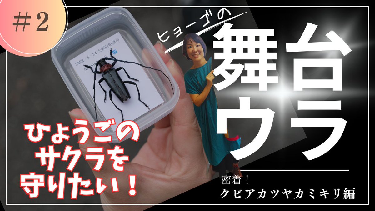 hyogokoho's tweet photo. ／
桜のパトロールにご協力を
＼

特定外来生物 #クビアカツヤカミキリ
寄生された樹は枯れ、倒木の危険が発生

成虫やフラスを見つけた場合は、
以下のフォームから通報をお願いします
https://t.co/UDCu0enQKO

兵庫県で初めてサナギが捕獲された
貴重映像をお届けします
https://t.co/fViaCAtFJN https://t.co/tw5L7Xos7Q