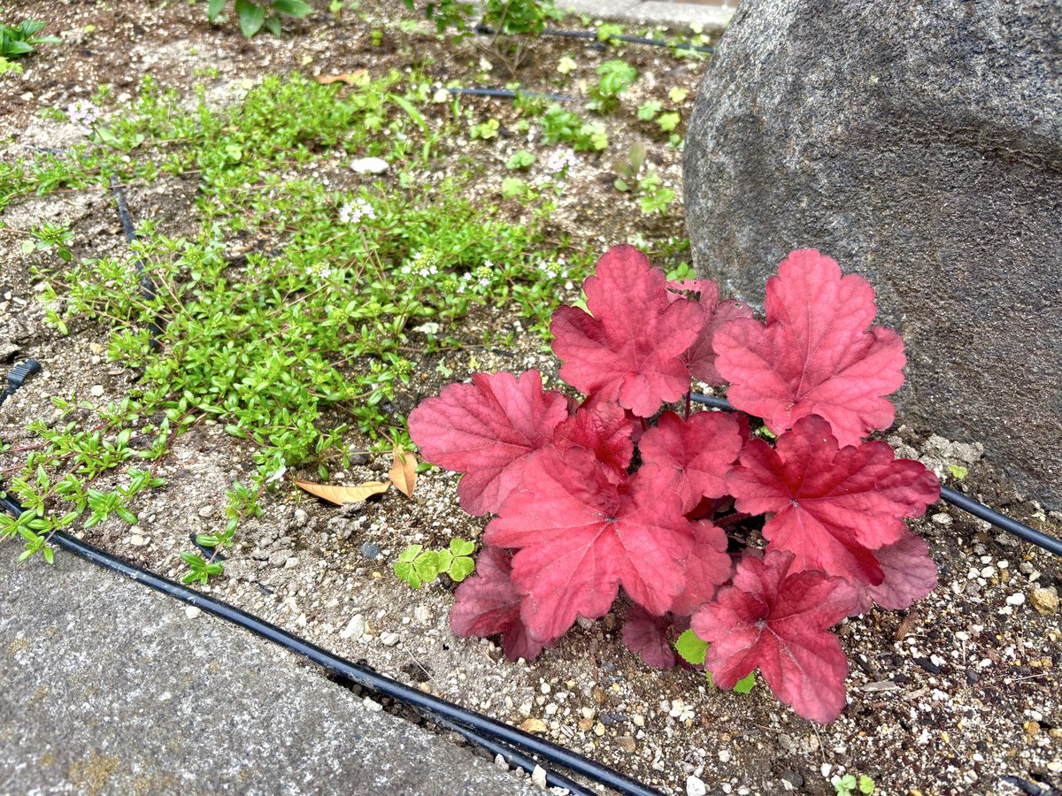 daicomfg's tweet photo. 会社の花壇に植えてある植物たち🌿🪻
早く大きくなってね〜😁 https://t.co/FS2ng4Bldu