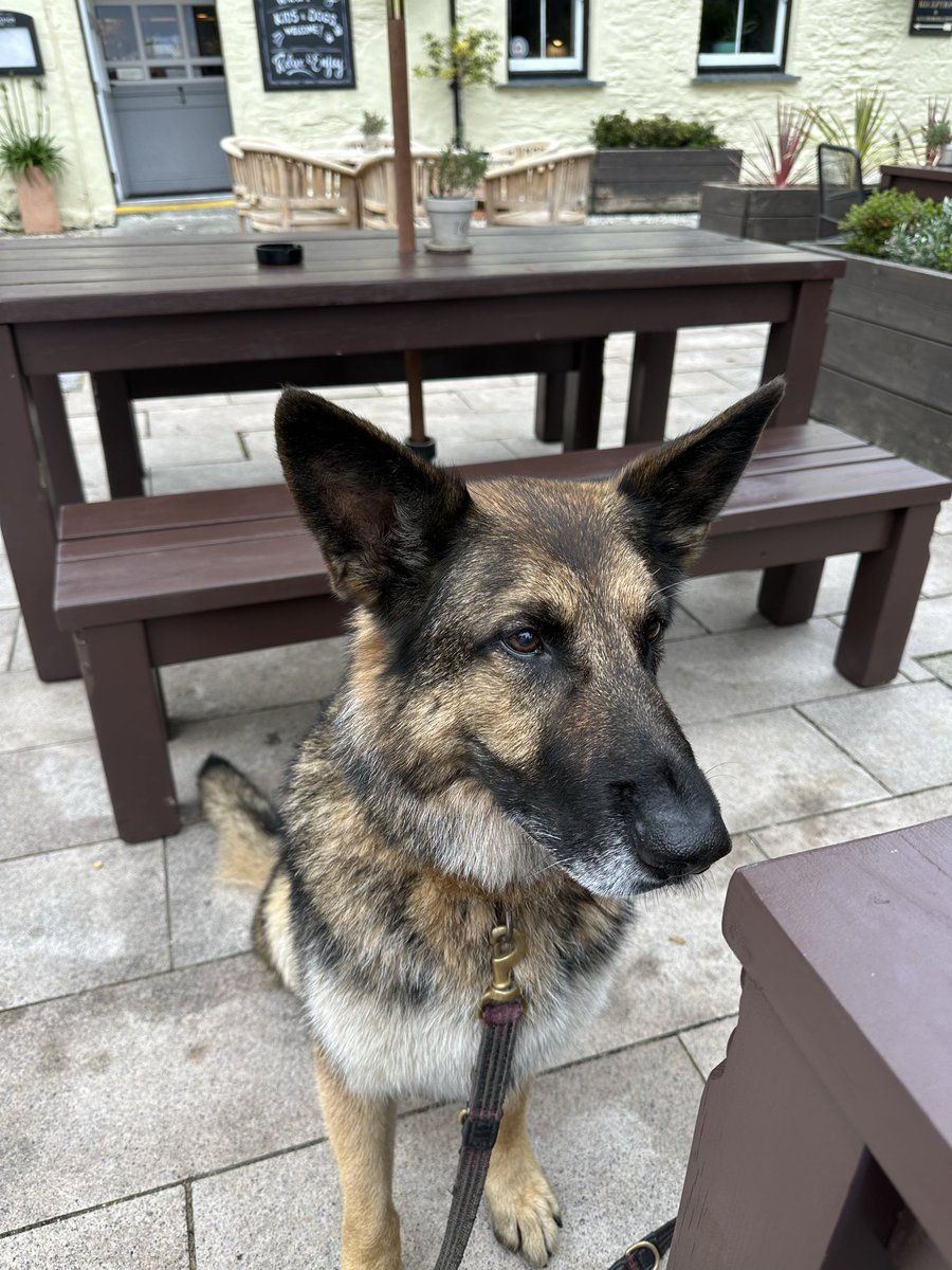 Funtimesrip's tweet photo. Look who mum saw yesterday! Living the best retirement 🥰 @The_NFRSA @DC_PoliceDogs @DevonPoliceDogs @DC_Police @Wen07427577 https://t.co/l9rFJ6myQi