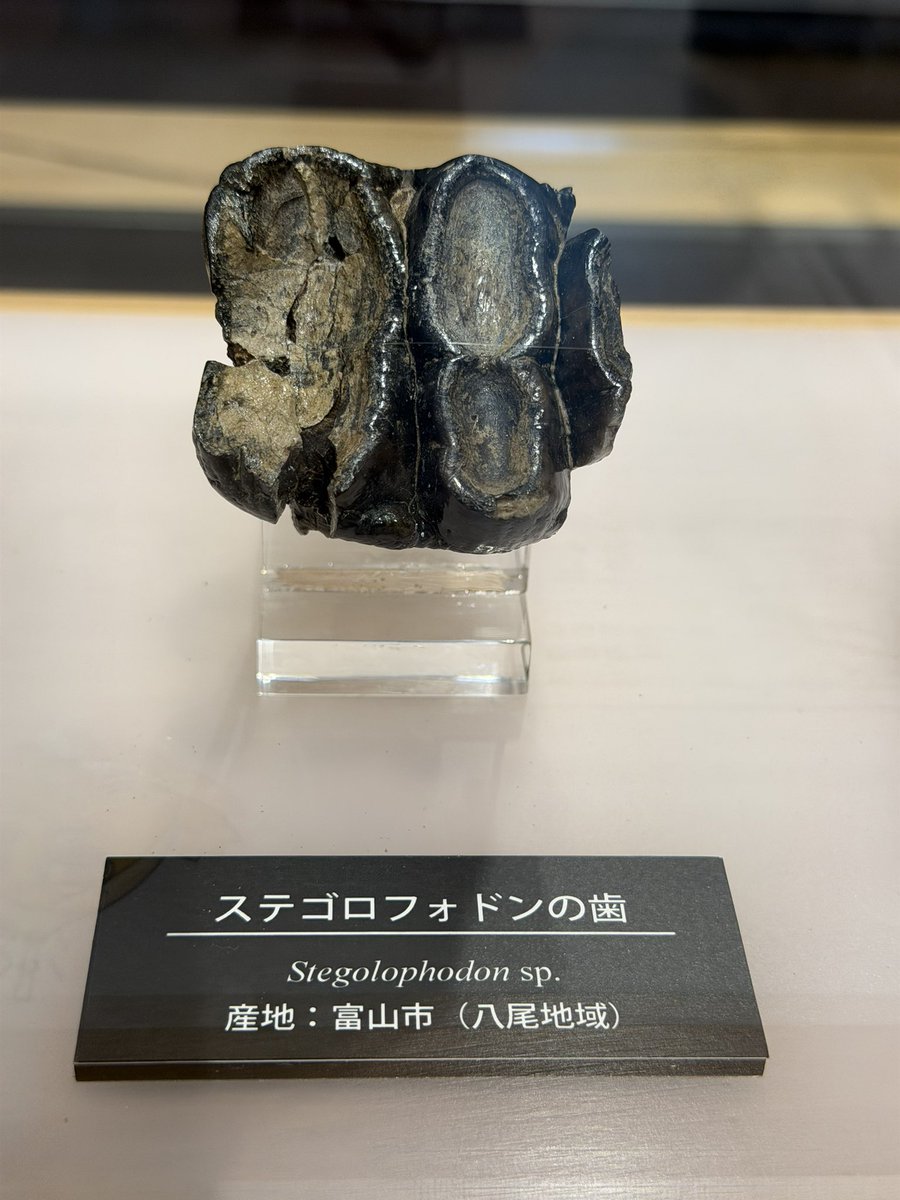火曜日は化石の日 富山市科学博物館 ステゴロフォドン 屋根のような