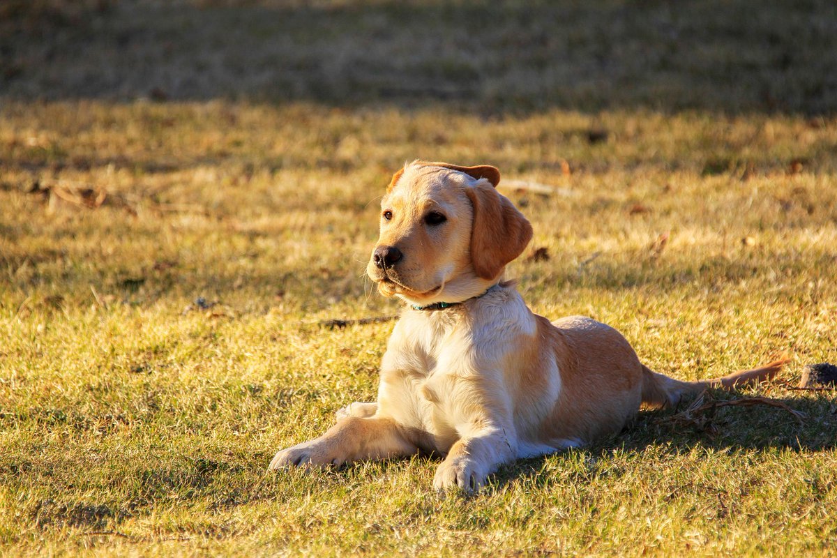 FHSEnt's tweet photo. Dogs create unforgettable memories 🌈
Every wagging tail carries pure happiness 💫
etFg https://t.co/wsIciSIQtV