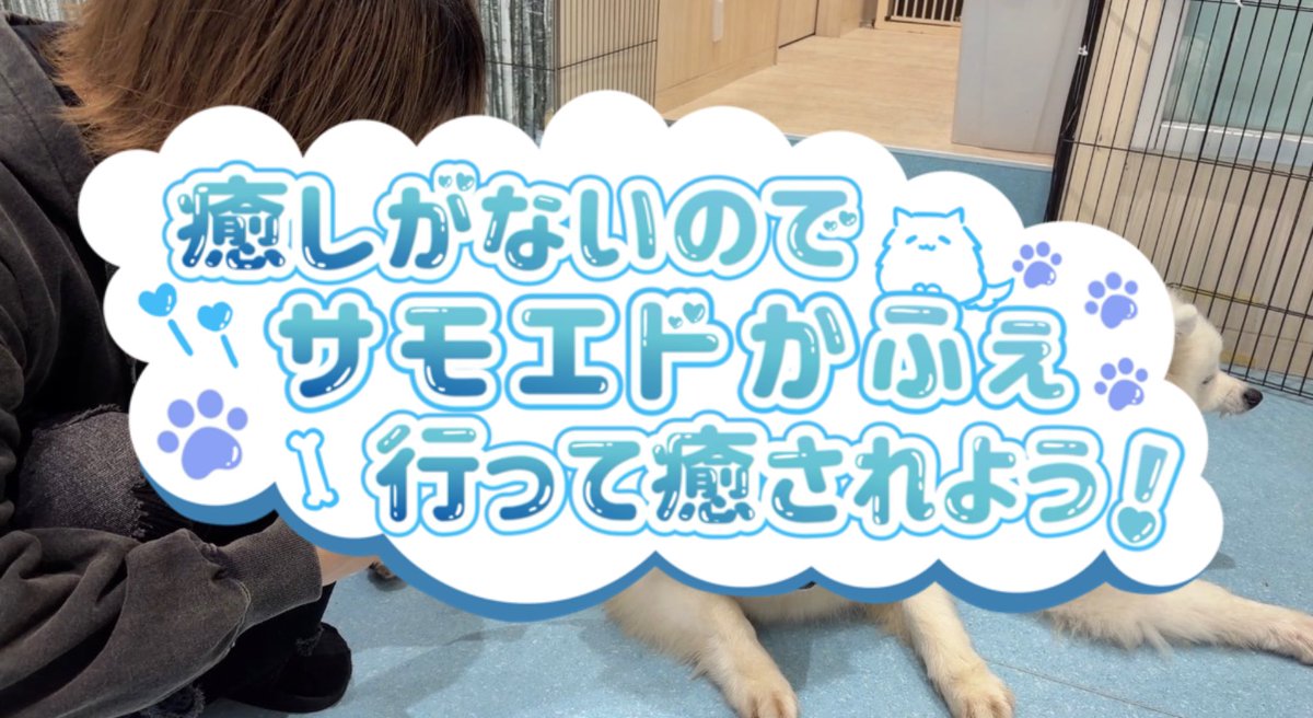 kakichigo_info's tweet photo. 【癒犬】癒しがないのでサモエドカフェ行って癒されよう
https://t.co/4XvmWb2hF3 https://t.co/iepLdRF2iO