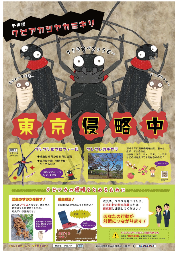 midori_itabashi's tweet photo. クビアカツヤカミキリが板橋区内でも確認されました⚠️
サクラなどの樹木を弱らせる特定外来生物で、生体の移動・飼育は禁止されています。
見つけた際は、その場での速やかな退治と情報提供にご協力ください。

画像１枚目：東京都環境局提供

＃クビアカツヤカミキリ https://t.co/OFuvdm47j1