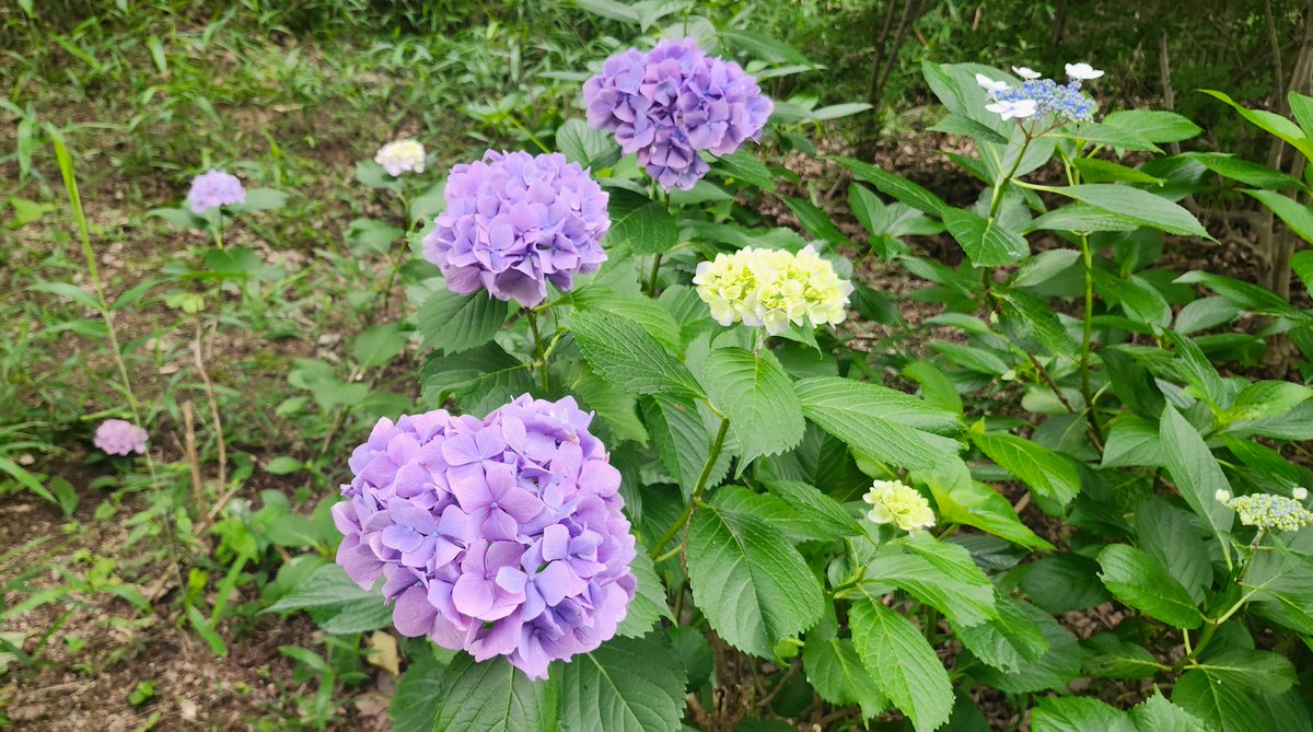 algernon1014's tweet photo. 合ってますか？ https://t.co/4B3IaBD6Kq https://t.co/zUyMpFXxKD