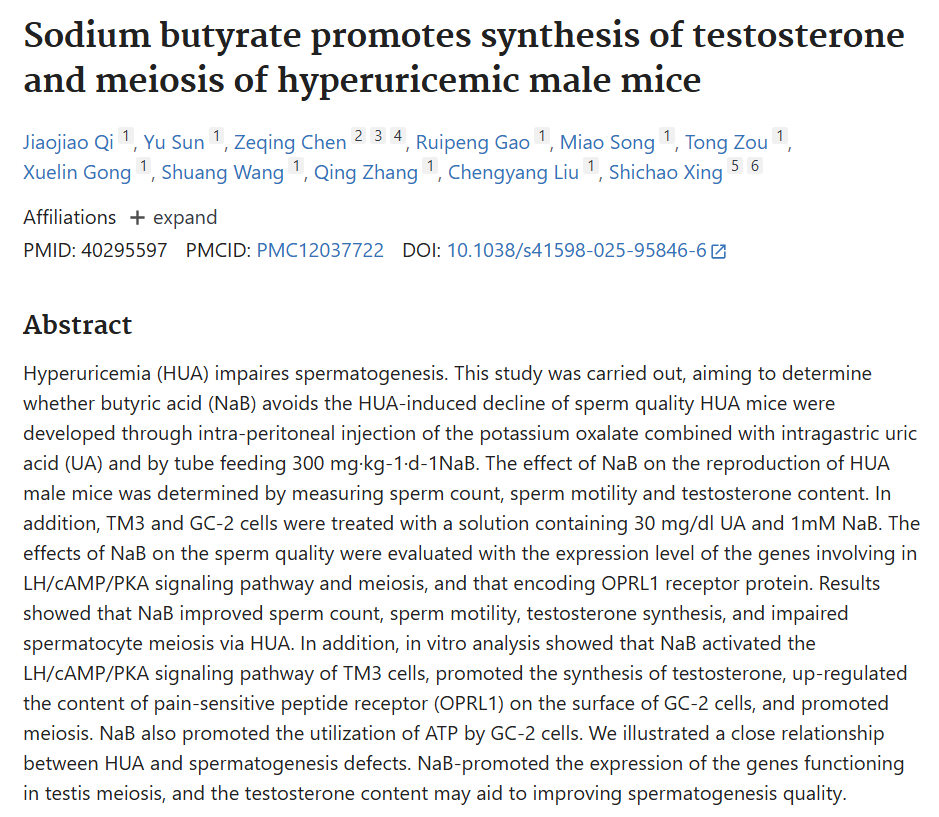 MyProtocols's tweet photo. Sodium butyrate raises testosterone via the LH/cAMP/PKA pathway in the Leydig cells of the testes.

By activating this pathway, butyrate upregulates the LH receptor, StAR, and CYP11A1 (the rate-limiting enzyme that converts cholesterol into pregnenolone).

Two studies:

1) Hyperuricemia model

Male mice with high uric acid were given 300 mg/kg/day of sodium butyrate for three weeks. It increased serum testosterone, sperm count, and motility, and activated the LH/cAMP/PKA pathway in their Leydig cells.

PMID: 40295597

2) Obesity model

Male mice made obese on a high-fat diet were given butyrate (5% of the diet) for 12 weeks. It increased testicular testosterone and restored sperm count and morphology while improving motility, by normalizing the testicular steroid-biosynthesis pathway.

PMID: 40226081