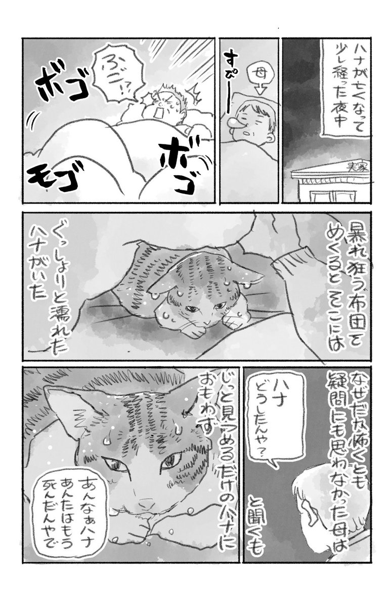 実家猫のはなし 