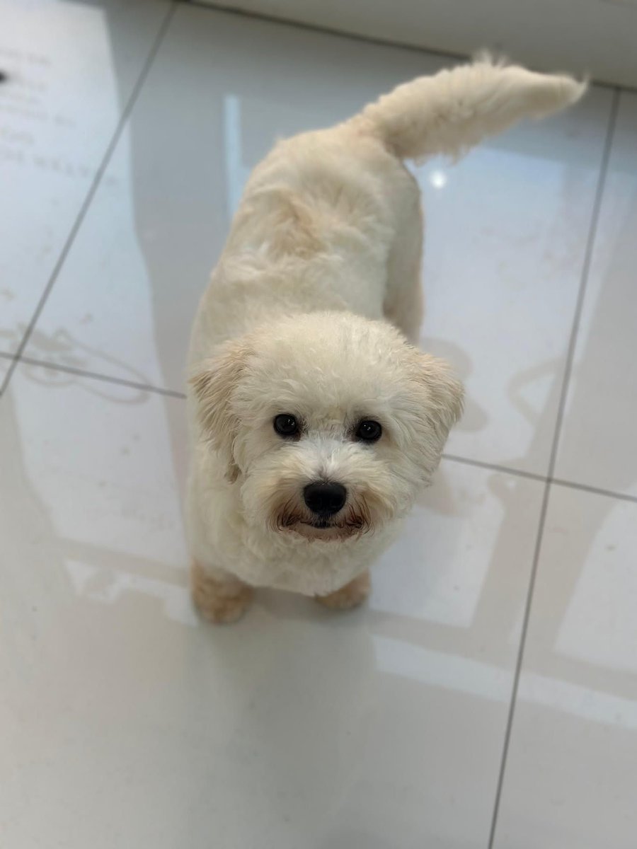 ZcecaSvetlana's tweet photo. 🐾🤍 Mili traži svoj dom! 🤍
Mužjak, oko godinu dana, kastriran i vakcinisan. Težak svega 6,5–7 kg. 📍Niš
Mali pas velikog srca čeka svoju porodicu. Delite, možda baš njegov čovek vidi ovu objavu. 🙏❤️ prevoz cemo dogovoriti, samo se javite, pa mali je beli je🙈
#UdomiNeKupuj https://t.co/vqgsKHOaH0