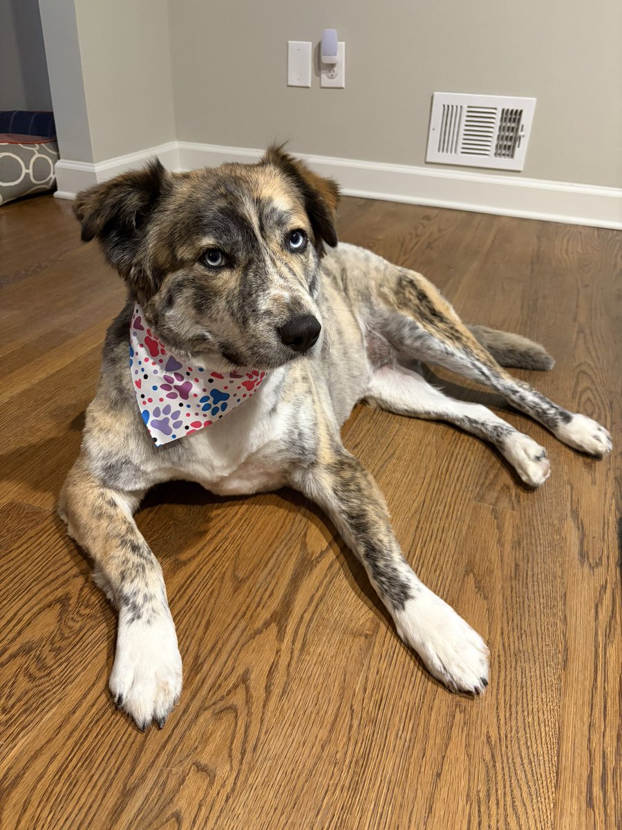 LizHUCK's tweet photo. Sweet thing got her a fresh summer cut. https://t.co/Q7UrLcvU8W