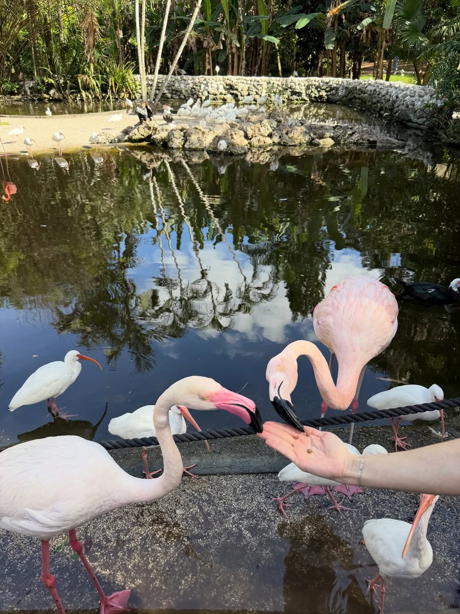 Marie_Whitee's tweet photo. This is one of the few places where you can hand-feed flamingos—a truly special experience ✨🦩 https://t.co/GBAT6Uug5v