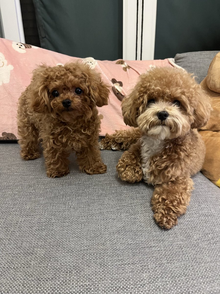kumanokoai's tweet photo. 歯磨きして、目の周りきれいにして、ドライヤーでふかふかにしています。
かわいいふたり♡ https://t.co/u2zXw1aoJN