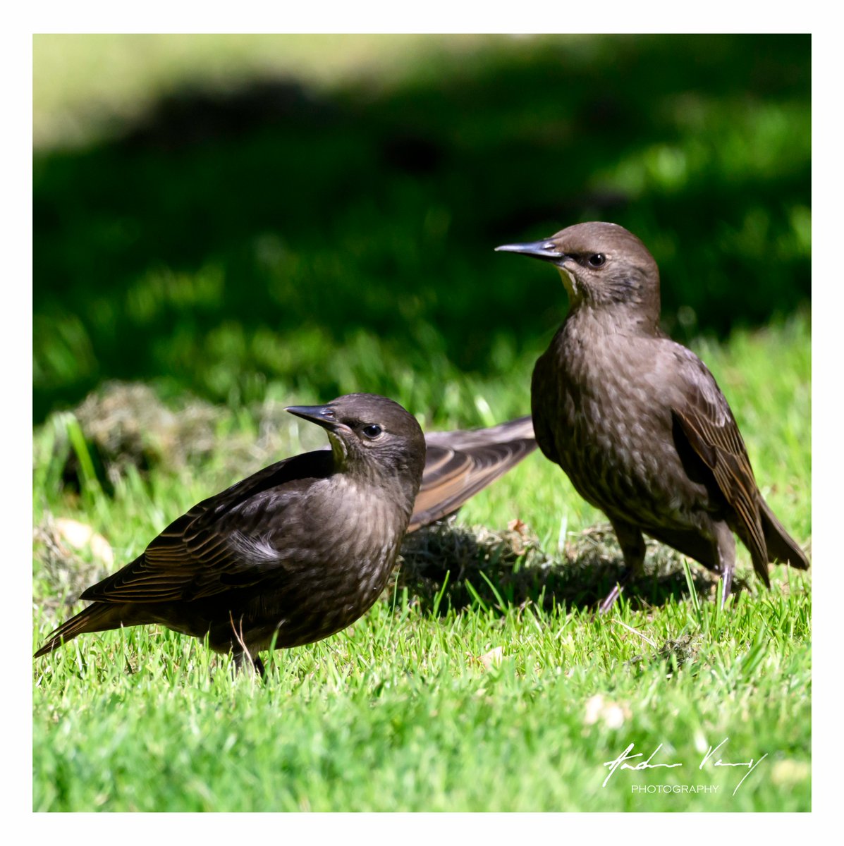 APVarney's tweet photo. It's been a tough morning sitting in my garden deck chair as the new Starlings arrived. #birds #wildlifephotography #nature #photooftheday #birdoftheday #nikon #z8 #birdwatching #birding #picoftheday #Starlings #surreywildlife https://t.co/3sG8hKNL77