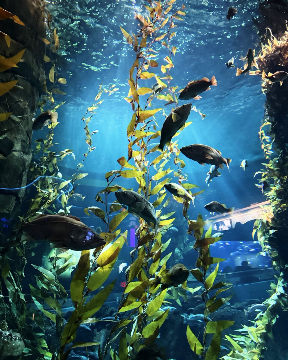KennedyHouseYou's tweet photo. Our shelter youth took a field trip down to @ripleysaquaca last week!

Thank you to our staff, for organizing this outing!

#kennedyhouse #helpingyouthrise https://t.co/St7fHcZlrP