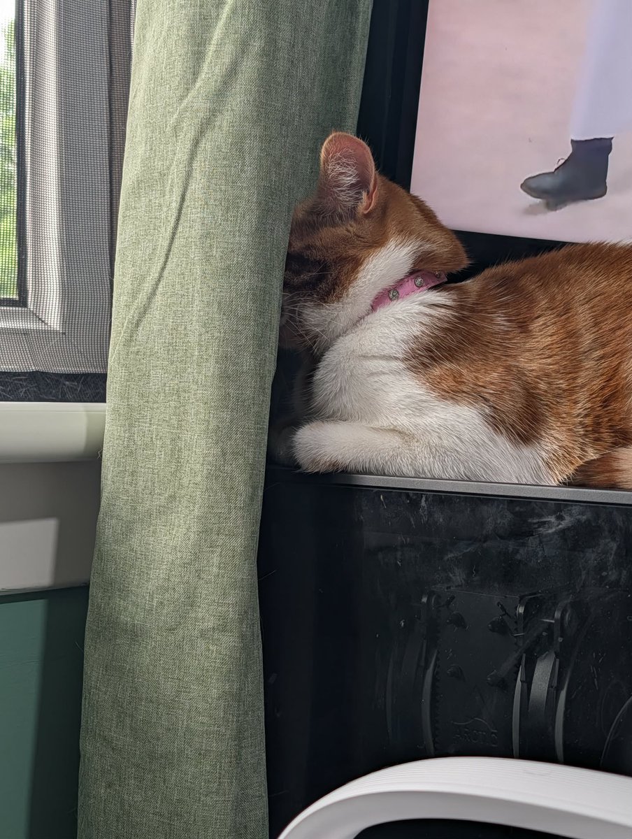 goldcattlemedia's tweet photo. SPOTTED JUST NOW IN SCOTLAND—ORANGE CAT WITH X-RAY VISION!
(she’s trying to watch the birds through the curtains)
#orangecat #cats #catthings #whyarecats #goldencattlemedia https://t.co/i4sWPvpUdT