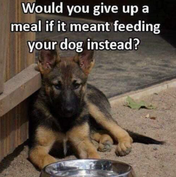 Best in Dogs tweet media