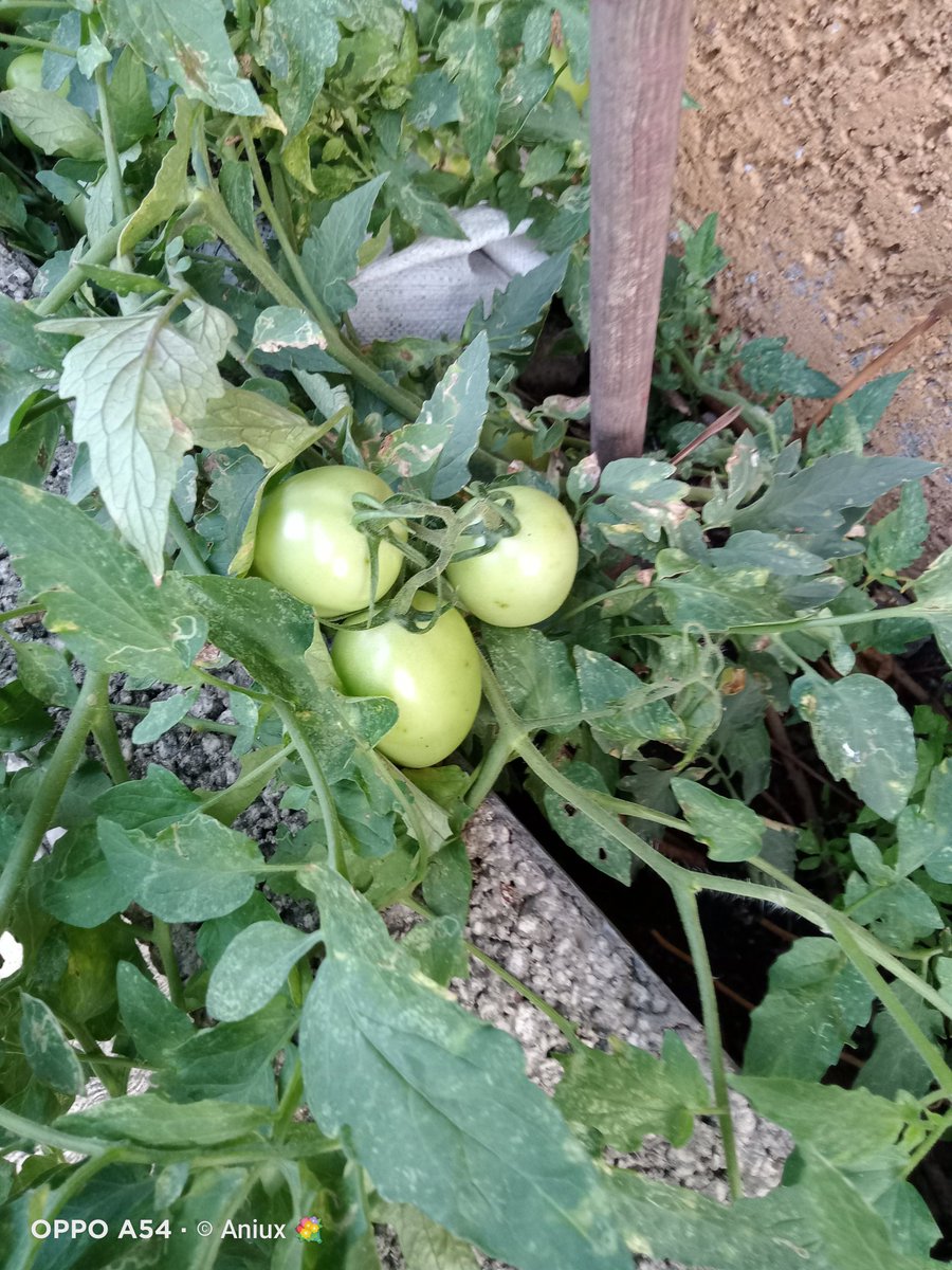 anagompra's tweet photo. #MeGustaríaQue yo tuviera la buena mano como mi mamá para la plantación de jitomates @YODEBUENAS @YoAmoLa99 @La99fm https://t.co/AaSDXKlHE3