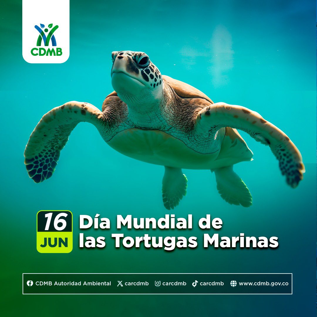 CARCDMB's tweet photo. 🐢🌊 Hoy, en el Día Mundial de las Tortugas Marinas, recuerda que una bolsa plástica puede parecer una medusa para ellas.
Reducir nuestro consumo de plástico también es proteger la vida. 💚
#TortugasMarinas #CDMB https://t.co/afzhSOhzHx