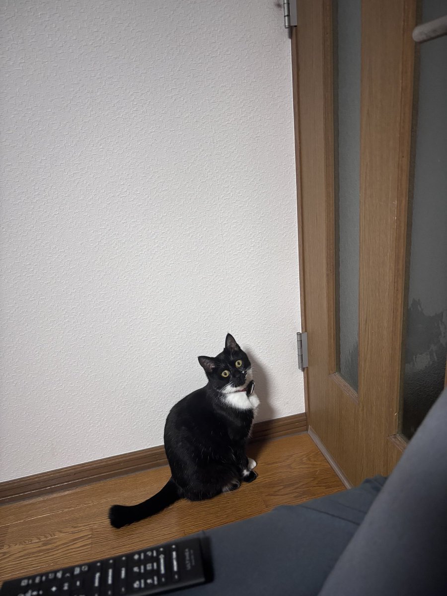 pekenpo's tweet photo. てるいがトイレ行くたびにドアの前でずっと待ってる猫(俺の時は待ってない) https://t.co/0uVlBzR574