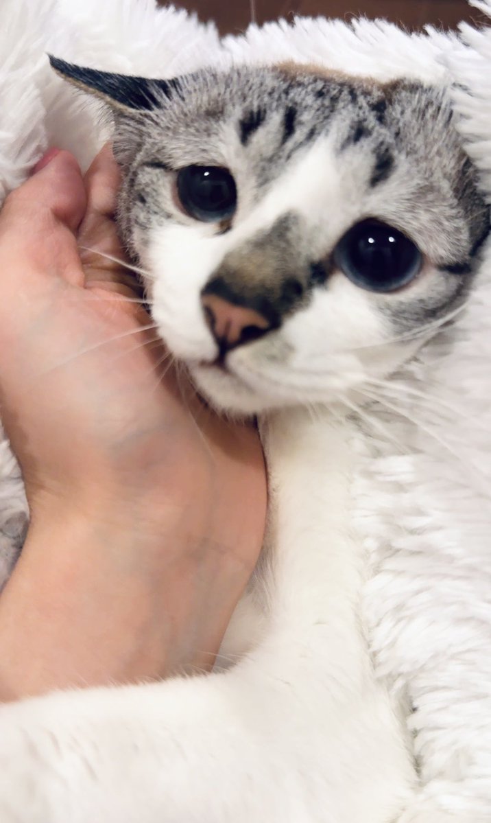 ぴえん猫ミント (@piennekomint) / Posts / X