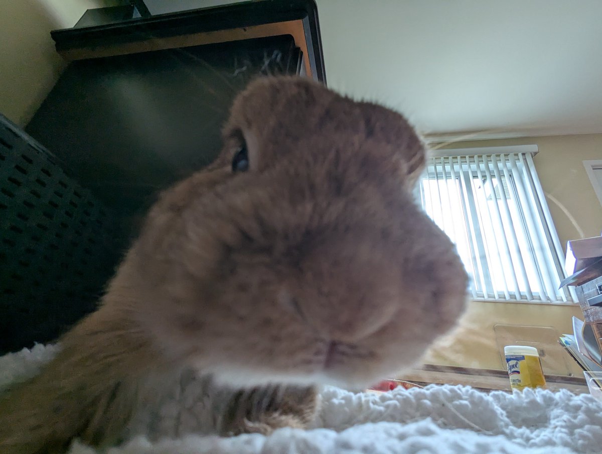 RockyDwarfBunny's tweet photo. is this thing on https://t.co/7vJlhhajxr