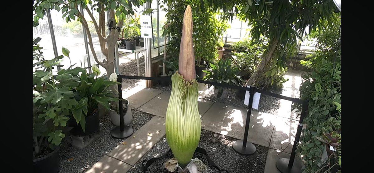 TweetyChick71's tweet photo. Tuesday Morning check in on Rhoda!!
Looks like she’s starting to open up, a bit!! 👏🏻👏🏻🙌🏻
#TuesdayMorningCheckin
#CorpseFlower
#RhodaInRhodeIsland https://t.co/AfNNGF9MJa