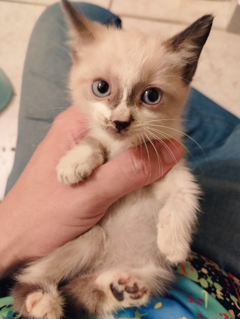 nathancoarse's tweet photo. It's been a year since I've saved Zeus, he was a stray when he came in my house around 2 weeks old https://t.co/xuzlQrFRn2
