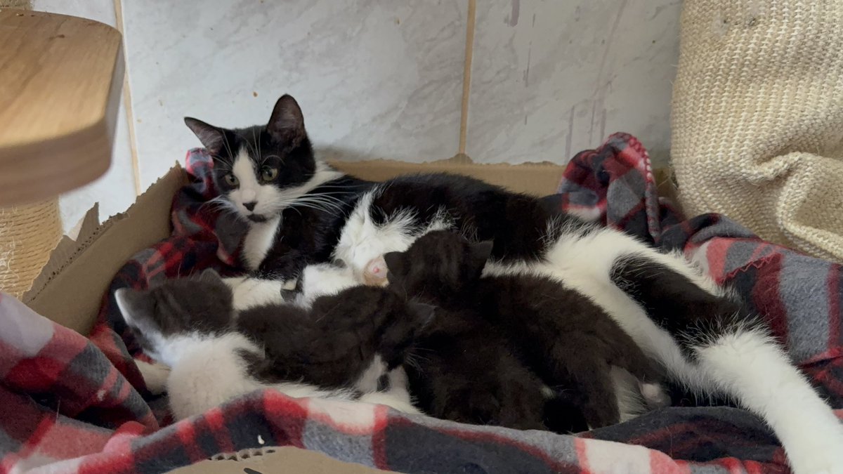 TinkerBell_just's tweet photo. Heute drei Wochen alt und frisch umgezogen: von einem Schrank in einem Meter Höhe auf den Boden: Shaun, Timmy, Shirley, Bitzer und John, die Schäfchen mit Mama Nuni

#nordstadtkatzen https://t.co/8vffCoAYTl