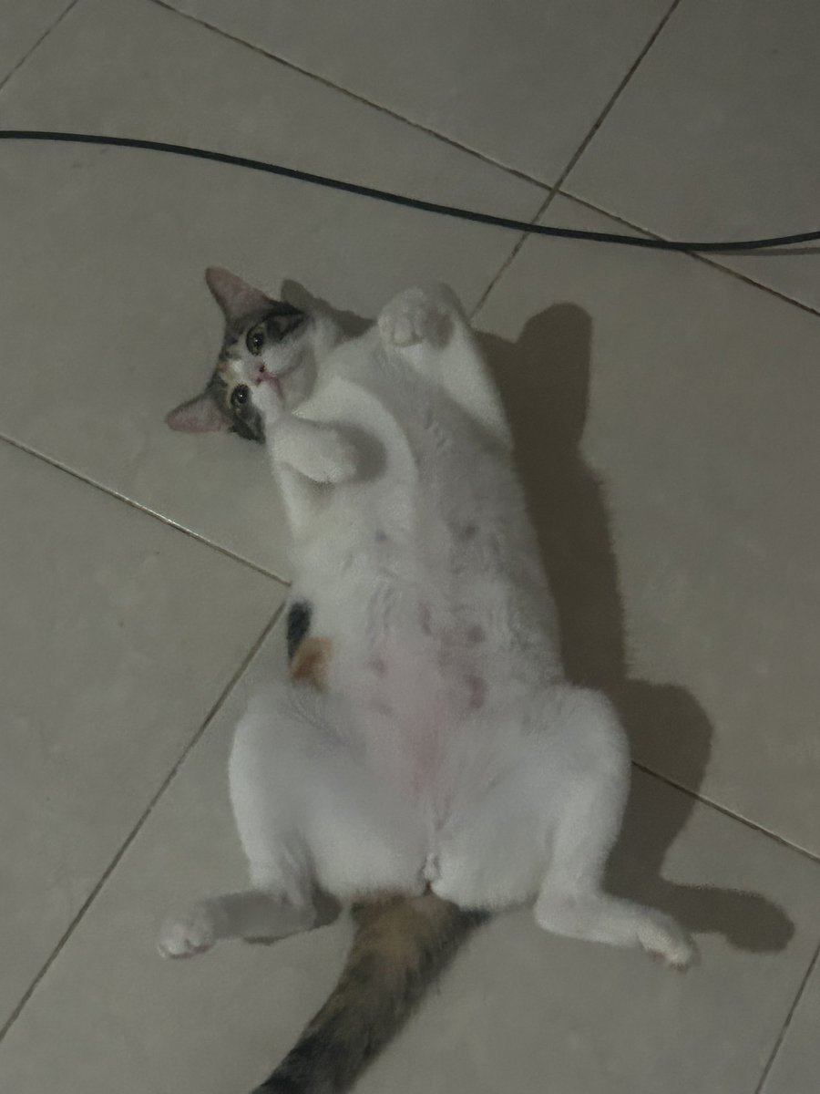 kucingbaiq's tweet photo. aku sebelum makan bergizi berbayar vs setelah makan bergizi berbayar https://t.co/4pX3UepFf1