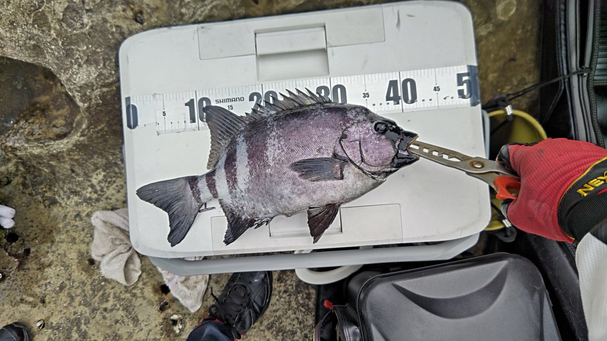 tureture55's tweet photo. 今季初の石鯛釣り行ってきました。
グレとイカにうつつを抜かしてすっかりご無沙汰してました😅
水温23度、バフンウニでやってみる。
2投目に鬼の舞い込み👿
もう少しで魚体が見えるまで浮かしたが痛恨の針外れ😱
正体わからず残念⤵️
その後、チビガキの猛攻でエサ持たず💦
石鯛42㌢とイシガキ6尾。 https://t.co/onFoAh04aA
