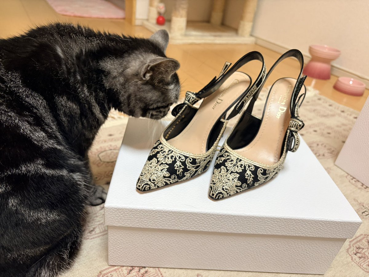 Raye0408's tweet photo. 飼い主の誕プレを検品👠
🐱＜あたくしのじゃないみたい

#ねこ #猫好きさんと繋がりたい #ねことくらす https://t.co/OaJ9t9KZPv