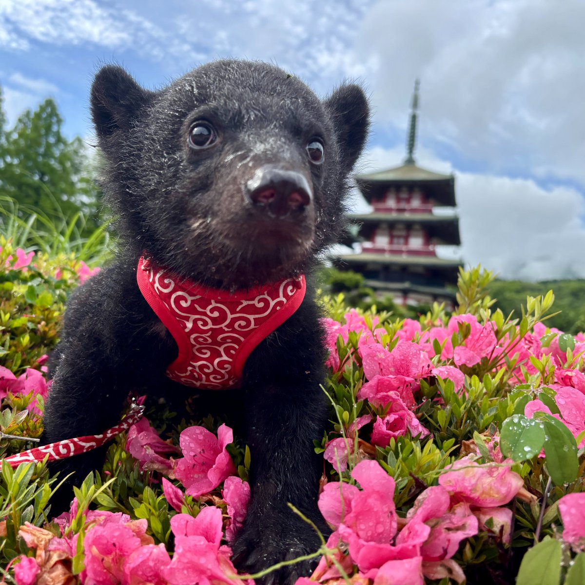 cuddlykouhou's tweet photo. ニホンツキノワグマ✖️日本庭園✖️和柄🟰最高にかわいい🐻💕

#蘭丸 #らんまる
#ツキノワグマ
#日本庭園 #和柄
#散歩
#阿蘇 #カドリードミニオン https://t.co/pB6pn3aj8r