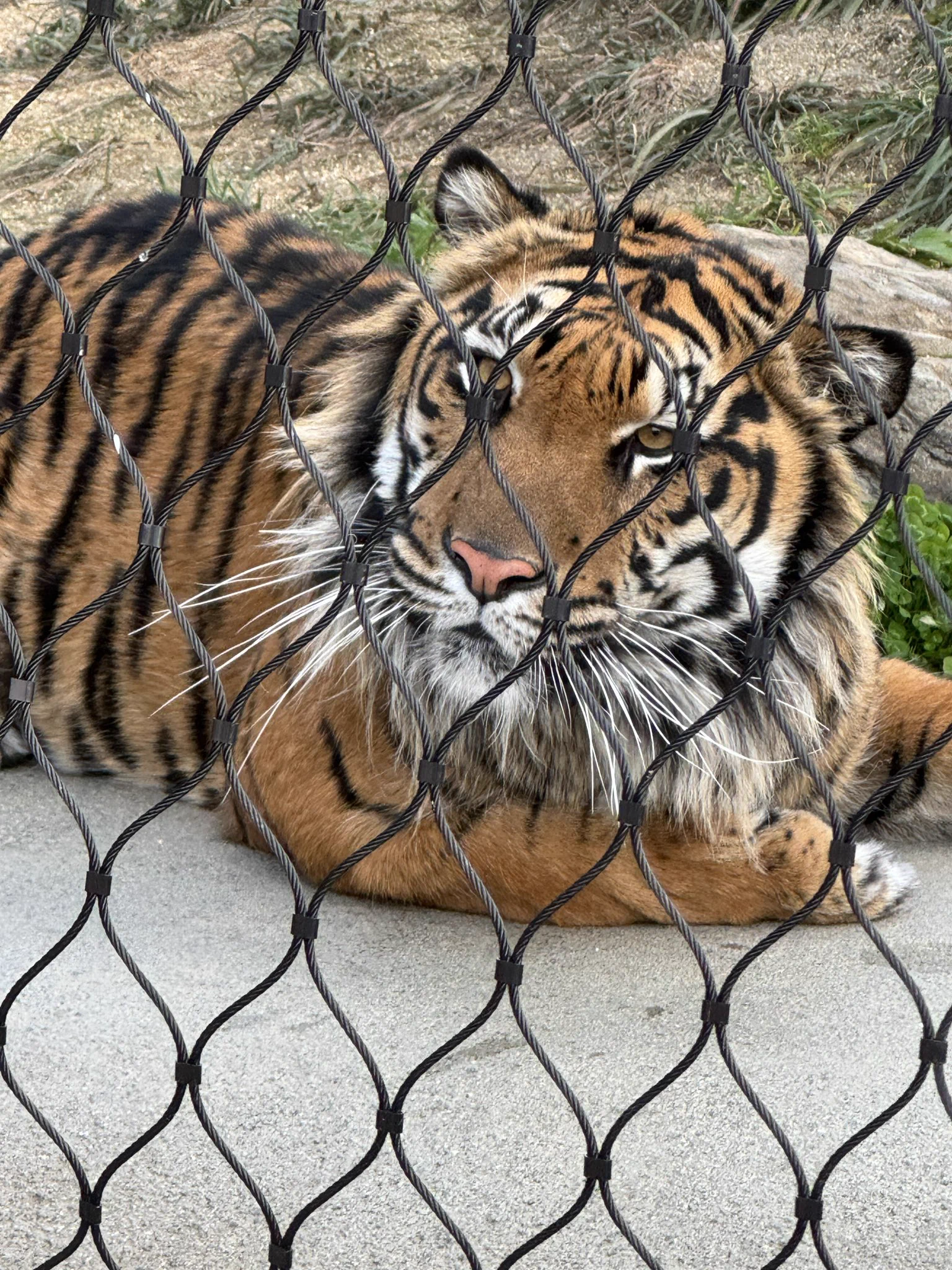 虎太狼　長野市発 名古屋市東山動植物園 on X: 