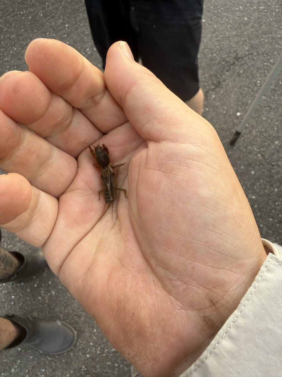 ICCHY8591's tweet photo. この生き物知ってる？ https://t.co/4YSC765zqv