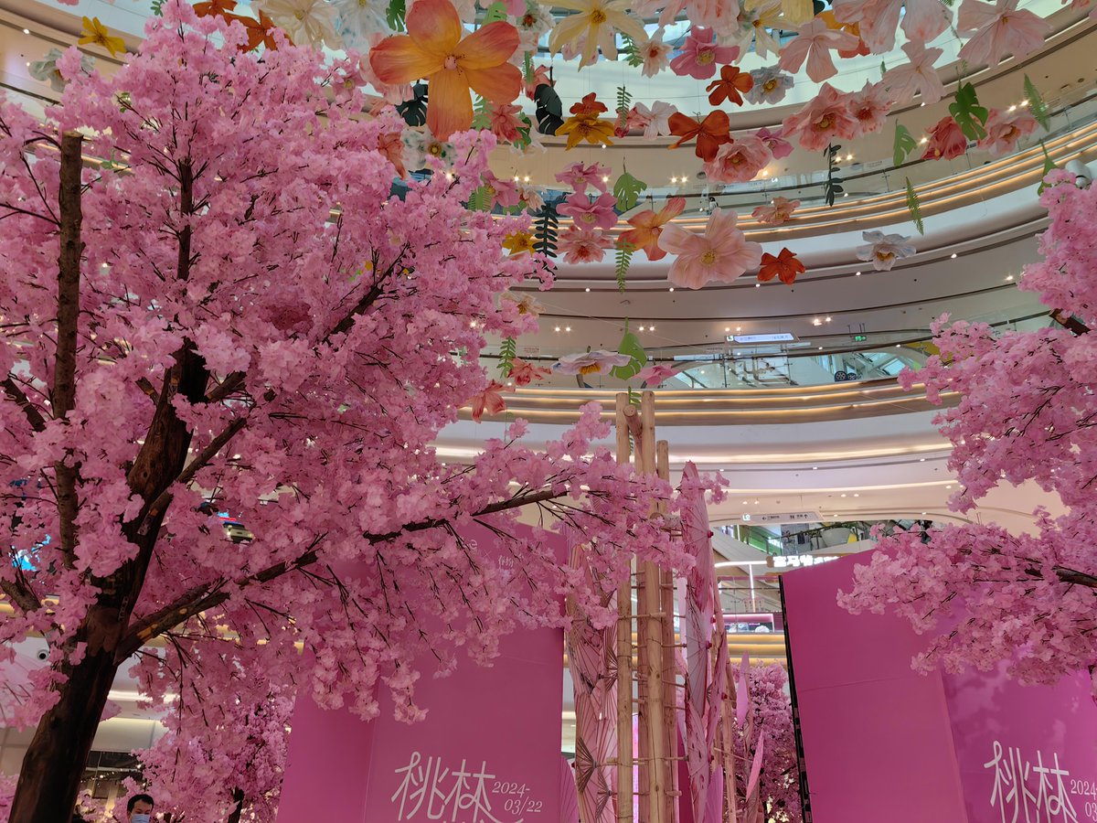 777masulya's tweet photo. Sunshine + cherry blossoms = perfect spring vibes , grab your coffee and enjoy the day! https://t.co/snMypRL4zt