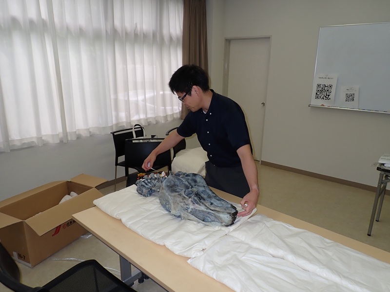 city_mizunami's tweet photo. パレオパラドキシア瑞浪釜戸標本、埼玉へ。2024年には埼玉県より大野原標本が瑞浪市にやってきましたが、今年は瑞浪釜戸標本が埼玉県立自然の博物館に貸し出されます。7月より開催される特別展にて展示される予定です。関東方面在住の方は瑞浪の標本を近場で見ることができる機会です。 https://t.co/R9S9D4ubSu