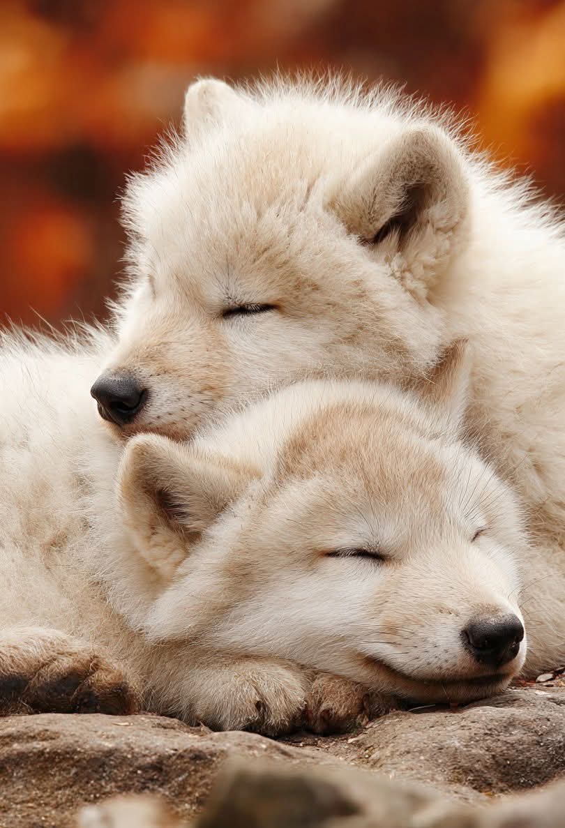 wolf_lovers__'s tweet photo. Do you like this picture Say Yes if you like it 🥰 https://t.co/SBNdKFtWJq