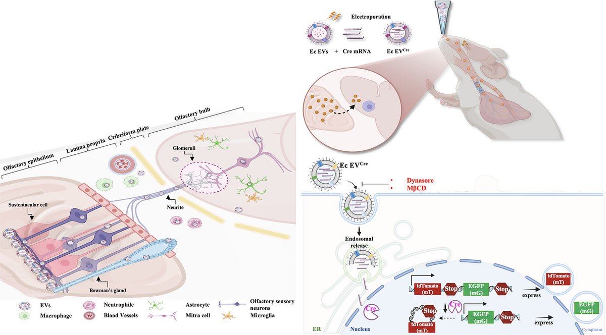 ISEV_Journals's tweet photo. 🆕New in #JEV🆕 Intranasal Delivery of Bacterial Extracellular Vesicles Enables RNA Cargo Entry Into the Brain #extracellularvesicles #rnacargo #endosome #sensoryneuron https://t.co/jXxXZecJVh https://t.co/2qsUCbZoTD