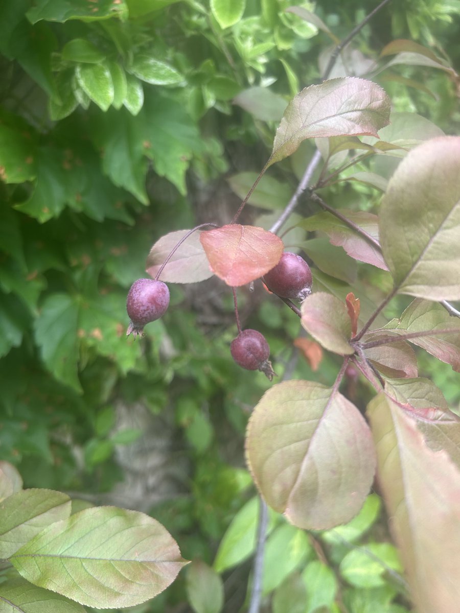 flariegarden's tweet photo. 自分で言うのも何ですけどぉ〜
「花も実もある」フラリエです。
この場合ただの事実ですが、
名実ともに「花も実もある」に
なりたいものですね。

みなさまのフラリエでございます。精進してまいります。
#ﾌﾗﾘｴ  #ぶどう　#姫りんご https://t.co/qdBBM2c4qY