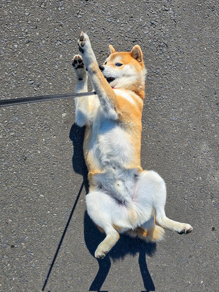petit20181027's tweet photo. アラチョイチョイと🐶
#柴犬散歩 https://t.co/4mylQj1v24