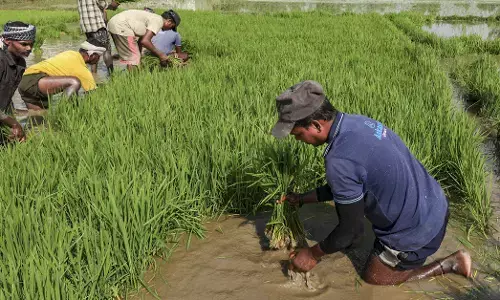 naaz_mahar's tweet photo. Backed by #fertile soil, favourable climate and traditional #farming expertise, #Jammuβs Basmati sector is driving #rural #prosperity, boosting agricultural exports and reinforcing the regionβs reputation as a producer of world-class rice. https://t.co/wP4H8iOrkM