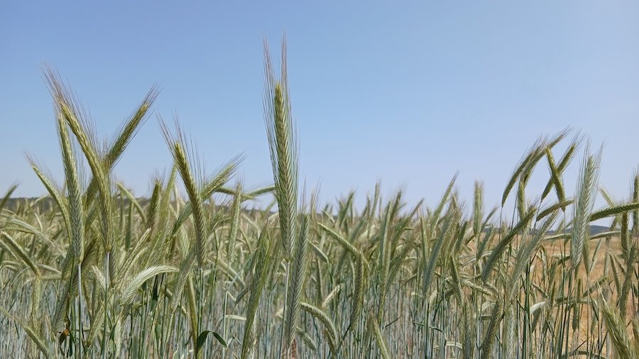 VRural's tweet photo. EXTENSIVOS 🌾 Evaluación de nuevas variedades de #triticale, #centeno híbrido y #avena en España. 🌱
✍️ AA.VV. | @irtacat Mas Badía.
Más información ⬇️
https://t.co/HoEFM1Fje2 https://t.co/B0KrG8OQln