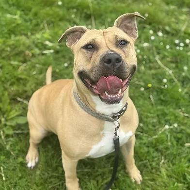 Penny2449's tweet photo. #rehomehour
Ziggy and Bambi are both looking for a new home, all info here https://t.co/rhnW9KiSTE @WWPdogs UK https://t.co/DaWCr3pFUI