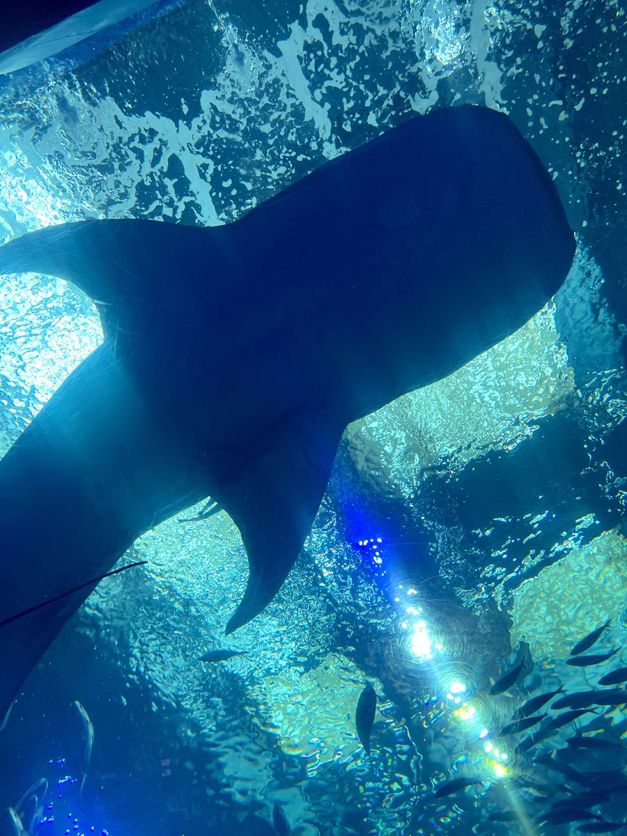 de_c_r's tweet photo. ジンベエザメ初めてみた‼︎🦈 https://t.co/cxObsEWXQF