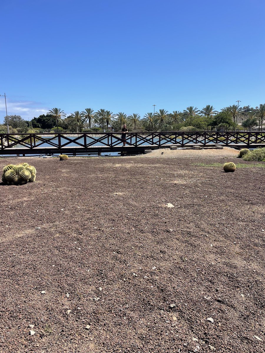 MichDeGrrr's tweet photo. Parque Sur #maspalomas https://t.co/LpBGS0dGeS