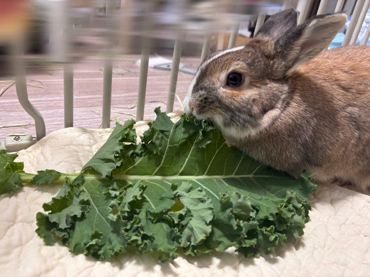 nn_lapin's tweet photo. でかケールななさん https://t.co/dC6hHv5bAk