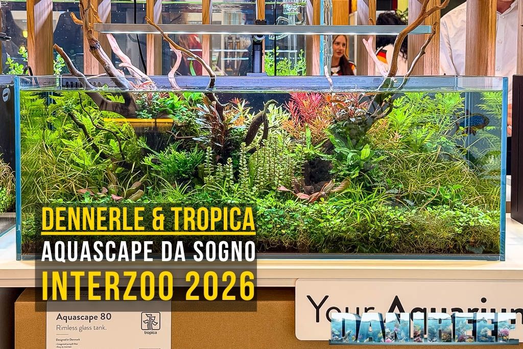 TheDaniReef's tweet photo. Tropica e Dennerle Plants, Interzoo 2026: aquascaping e piante per acquario https://t.co/P0gD40tVLT via @thedanireef #dennerle #tropica #aquascaping #interzoo #aquarium #acquario #acquariopiantumato https://t.co/aSEmZYzgbz