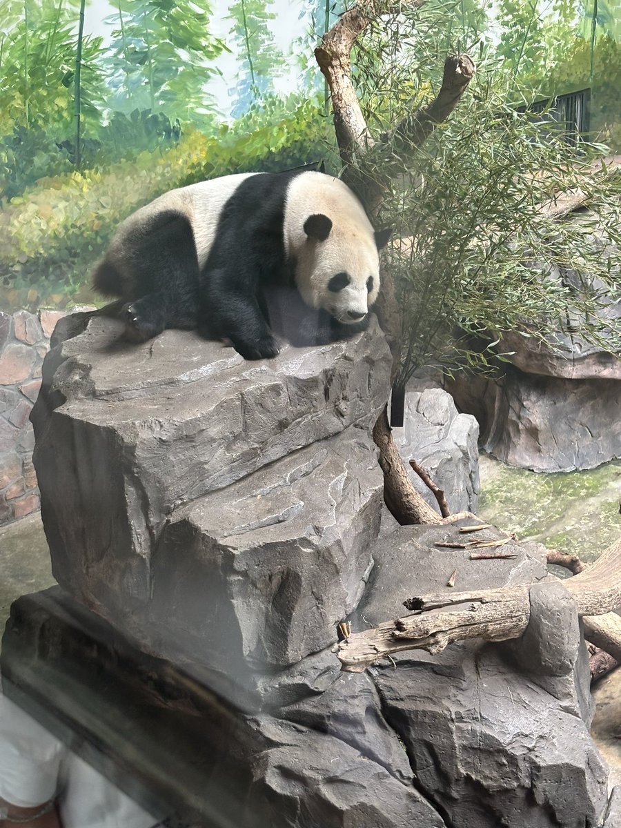 MapoNekoo's tweet photo. 红山动物园 除了人有点多还不错 https://t.co/EP4I7XO3fV