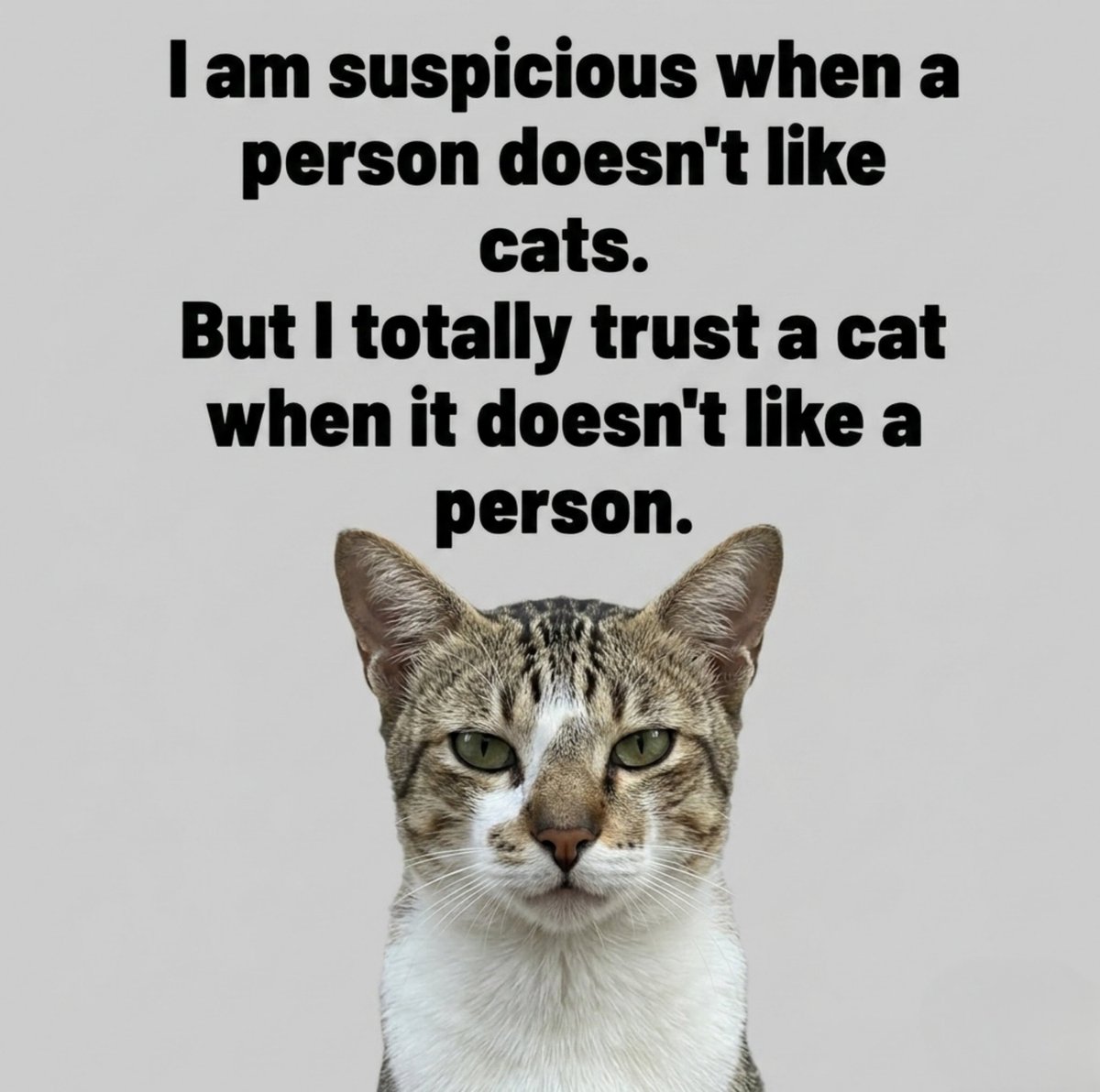 catshealworldd's tweet photo. Cats are a good judge of character. Do you agree? https://t.co/oj6j19aM3M