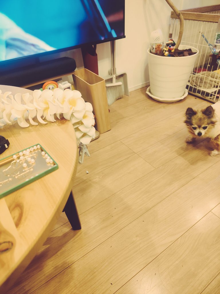ohagimm's tweet photo. 娘の習い事のイベントで
前日夜中までレイ直したりしてて
この時はまだ良かったんだけど
この後、色々あって情緒不安定になって大泣きした
けど慰めてもらい
無事イベント成功して
疲れ果て
やっと日常戻ってきたかな😅
 #情緒不安定 https://t.co/f2S0dJ5VYU